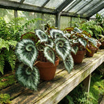 Escargot Begonia Plant Live 4-6 Inches, Starter Begonia Well Rooted, Colorful Foliage Plant for Indoor Decor and Patio Pots
