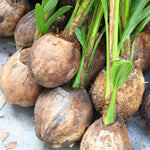 Yellow Coconut Sprouted Live Plant, 6-8 Inches Tall, Tropical Coconut Seedling for Outdoor Garden, Patio, Landscape and Container Growing