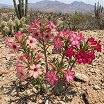 Pack 2 Desert Rose Plants Live, Hardy Adenium Obesum Succulent, Vibrant Blooms for Indoor and Outdoor 4-7 Inch (Pink)