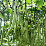 Loofah Plant Live, Luffa Plant Live, 4 Inc Pot, 4-6 Inc Tall, Luffa Live Plant for Indoor Outdoor Planting
