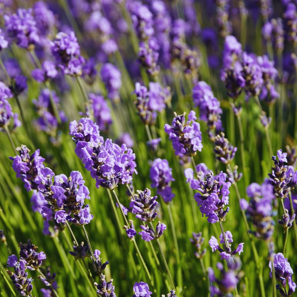 Set 2 Provence Lavender Plants Live, Lavender Flower Plant, 5 to 7 Inc Tall Gardening Indoor Outdoor