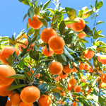 Tangerine Tree Live Plant, 1-2 Feet Tall in 1 Gallon Pot, Sweet Citrus Fruit Tree for Outdoor Garden, Patio, Balcony and Container Growing