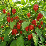 Set 2 Pepper Plants Live for Planting, Hot Chili Pepper Plant, 4-6 Inc Tall, Live Vegetable Plants for Indoor Outdoor Growing
