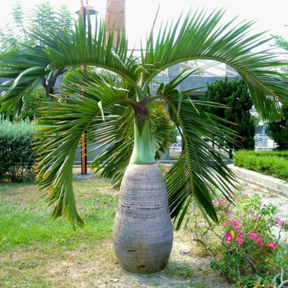 Live Palm Tree Plant in 3 Gallon Pot, No CA, Large Fully Rooted Size, Ready to Plant for Home Décor Indoor Outdoor Landscape, Rare Palm Trees, Bottle Palm