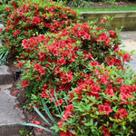 Red Azalea Live Plant, Rhododendron Flowering Shrub for Outdoor Planting, 10 Inches Tall, Hardy Azalea Bush for Landscape and Garden