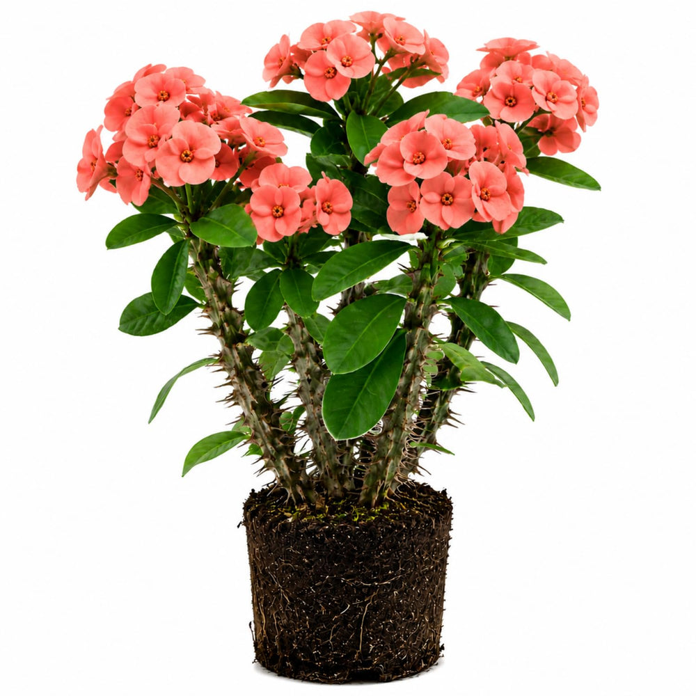 Salmon Euphorbia Crown of Thorns Plant, Perennial Succulent Live Plant Indoor Outdoor 4-7 Inches