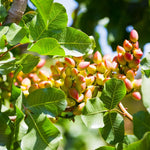 Pack 4 Pistache Tree Seedlings Live Dormant, 1-2 Feet Height, Hardy Ornamental Shade Trees Indoor Outdoor Home Garden