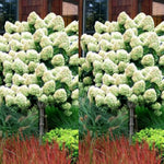 Hydrangea Plant Live Tree, Light Green Color Bloom, 5-10" Well-Rooted Hydrangea Shrub Bush for House Planting Outdoor, Dormant