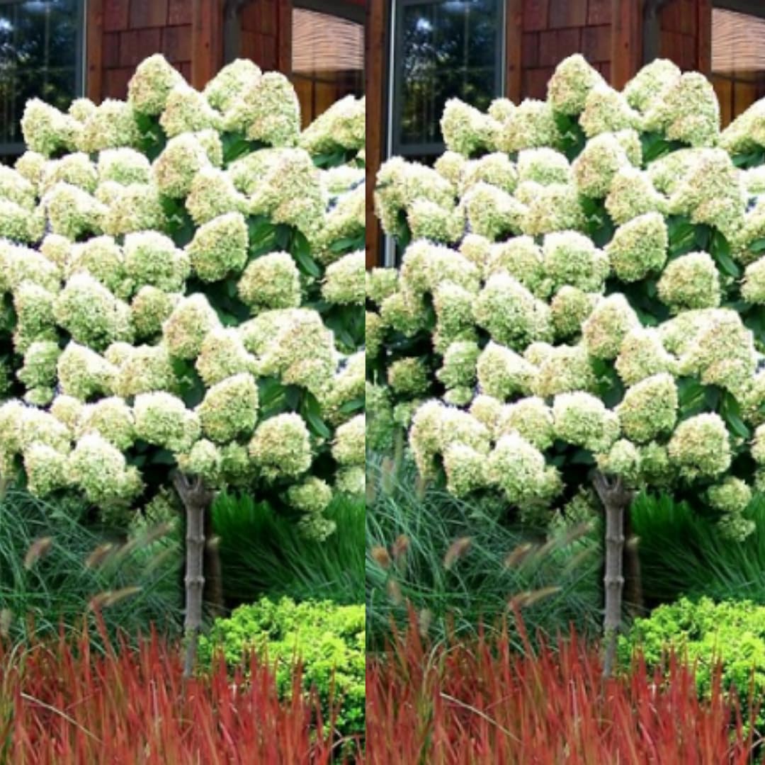 Hydrangea Plant Live Tree, Light Green Color Bloom, 5-10" Well-Rooted Hydrangea Shrub Bush for House Planting Outdoor, Dormant