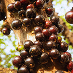 Black Jaboticaba Tree Plant Live, 4 Inc Potted, Jaboticaba Grape Fruit Plant