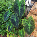 Colocasia Elephant Ears Live Plant, Alocasia Plant, Esculenta Taro Live Houseplant, 5-7 Inc Tall (Dark Leaf, Gren Stem)