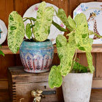 Philodendron Live Plant, Rare Variegated Houseplant 5-8 Inch Tall, Indoor Live Plant for Home or Office Decor, No Pot (Variegated Philodendron)