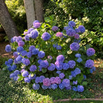 Set 2 Hydrangea Live Plants, Blue to Purple Pink Hydrangea Bushes Shrubs Trees Live Plants in 4” Pot, Live Hydrangea Well Rooted for Planting