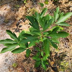 Sassafras Live Tree, 1-2 Feet Tall, Deciduous Landscape Tree
