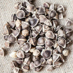 Pack of 100 Moringa Oleifera Seeds for Growing, Vegetable Garden Seeds, Moringa Tree Seeds for Outdoor Garden Growing