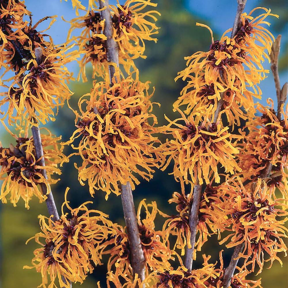 Witch Hazel Live Plants in Quart Pot, 8 Months-Old Witch Hazel Plants for Planting Outdoor, Hardy Flowering Shrubs