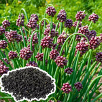 200 Walking Onion Plant Seeds for Spring Planting, Ready to Grow, Cold Hardy, Fast-Growing and High Yielding