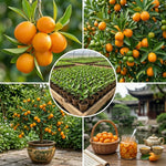 Meiwa Kumquat Tree Live Plant for Planting, Sweet Kumquat Fruit Tree 1 Gallon Pot, Citrus Fruit Plant, Suitable Patio and Garden