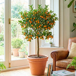 Meiwa Kumquat Tree Live Plant for Planting, Sweet Kumquat Fruit Tree 1 Gallon Pot, Citrus Fruit Plant, Suitable Patio and Garden