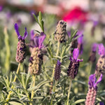 Lavender Plant Live, Purple Lavender Starter Plant 4-7'' Tall, Herb for Indoor Outdoor Planting
