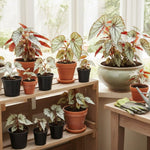 Begonia Plant Live, Colorful Begonia Plants 4-8 Inches, Decorative Houseplant for Indoor Outdoor Gardens and Containers (Gray Green Foliage)