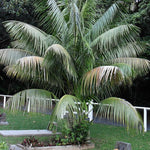 Palm Tree Plant, Live Tropical Palm Tree, Fully Rooted in 3 Gallon Pot, Ready for Outdoor Planting (Dark Green Palm)