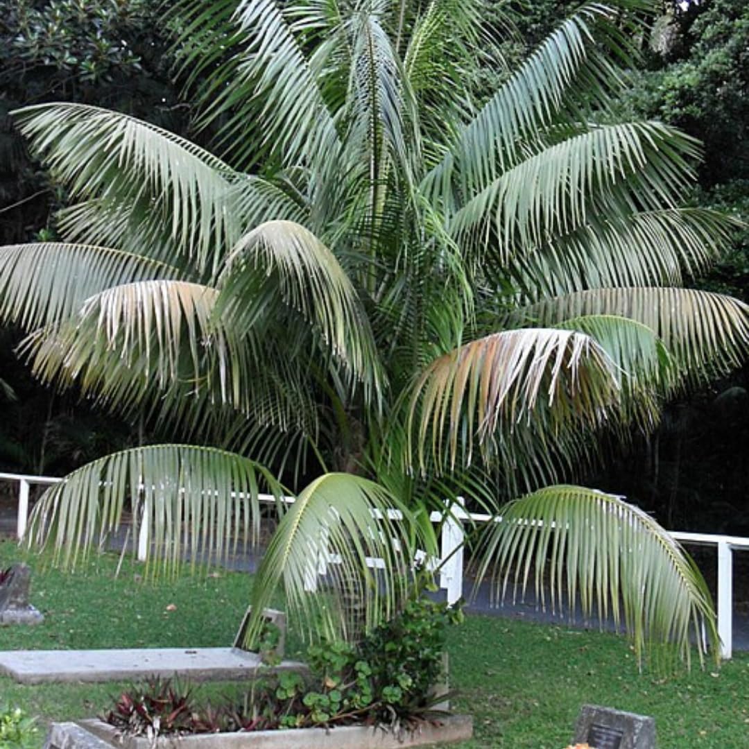 Palm Tree Plant, Live Tropical Palm Tree, Fully Rooted in 3 Gallon Pot, Ready for Outdoor Planting (Dark Green Palm)