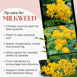 Pack 2 Yellow Milkweed Live Plants, Butterfly Milkweed Shrub, Asclepias Tuberosa Plants 4-8 Inches