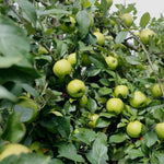 Live Granny Smith Apple Tree Plant 6-10 Inch Tall