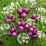 Set 5 Walking Onion Plants, Egyptian Onion Plants, Perennial Garden Herb