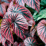 Live Begonia Plant, Indoor Flowering Houseplant, 4-8 Inches Tall, for Indoor or Outdoor Gardens (Red Green Foliage)