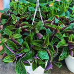 Plectranthus Purple Swedish Ivy Plant Live Houseplants Indoors Live Swedish Ivy Mint Herbs, in 4 Inc Pot