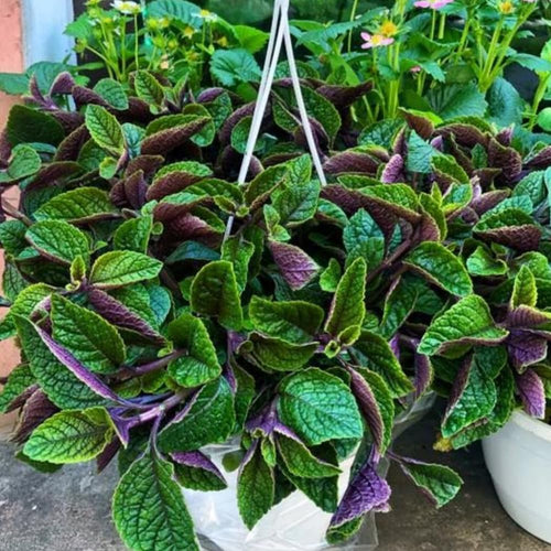 Plectranthus Purple Swedish Ivy Plant Live Houseplants Indoors Live Swedish Ivy Mint Herbs, in 4 Inc Pot