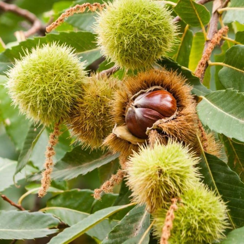 Hardy Chestnut Tree Live Plant 6-12 Inches Tall