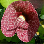 2 Dutchman's Pipe Vine Giant Live Tropical Plants, 6-12" in Tall, Dormant and Bare Root in Winter, Fast Growing