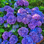 Hydrangea Plant Live Tree, Deep Purple Blue to Pink Color Bloom, 5-10" Well-Rooted Hydrangea Shrub Bush for House Planting Outdoor, Dormant