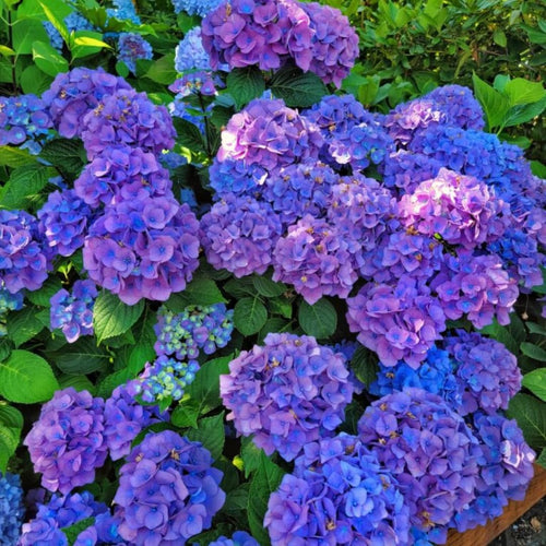 Hydrangea Plant Live Tree, Deep Purple Blue to Pink Color Bloom, 5-10" Well-Rooted Hydrangea Shrub Bush for House Planting Outdoor, Dormant