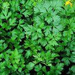Set 3 Parsley Plants Live for Planting Garden, 4 to 6 Inc Tall, Vegetable Plant Live