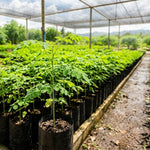 Live Moringa Oleifera Plant, 4 to 8 Inches Tall, Outdoor Tree