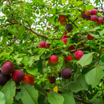 Cherry Plum Live Plant, 2-3 Ft Tall