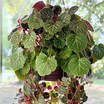 Strawberry Begonia Live Plant, Variegated Saxifraga Plant, Begonia Live Plant, Variegated Foliage, 3.25 Inches Pot for Planting