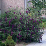 Pack 2 Butterfly Bushes Live Plant, Fragrant Buddleia Bush Shrub, 4 to 9 Inch Tall (Dark Purple Blooms)