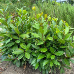 Bay Leaf Tree Live Plant, Laurus Nobilis Sweet Bay Laurel, 6-10" Tall in 4" Pot, Fragrant Culinary Herb Tree for Indoor or Outdoor Growing