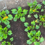 2 Yellow Zucchini Plants Live, 4 Inc Potted, Fast Growing Squash Vegetable Garden Plants