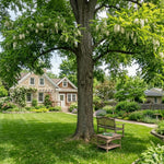 Set 2 Black Locust Trees Live Plants Bare Roots, Locust Bare Root, 6-8 Inches Tall, Fragrant Blossoms for Outdoor Growing, Cold Hardy