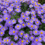 Purple Aster Plants Live for Planting, 3 to 6 Inch Asters Perennial Live Plants, No Pot