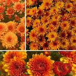 Chrysanthemum Plants Live 4 to 7 Inch Tall, Mum Live Plants, Vibrant Perennial Mums Plants for Planting in Garden (Deep Orange)