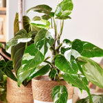 Philodendron Plant Prince of White Live Plant - 4-9" Tall - Houseplant Ornaments Perennials Garden Growing Planting Can Grow Well Pots Gift