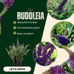 2 Butterfly Bush Live Plants, Deep Black Buddleia Shrubs, 5–9 Inch Tall, Fragrant Flowering Shrubs, No Pot