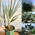 Live Palm Tree Plant in 3 Gallon Pot, No CA, Large Fully Rooted Size, Ready to Plant for Home Décor Indoor Outdoor Landscape, Rare Palm Trees, Giant Palm